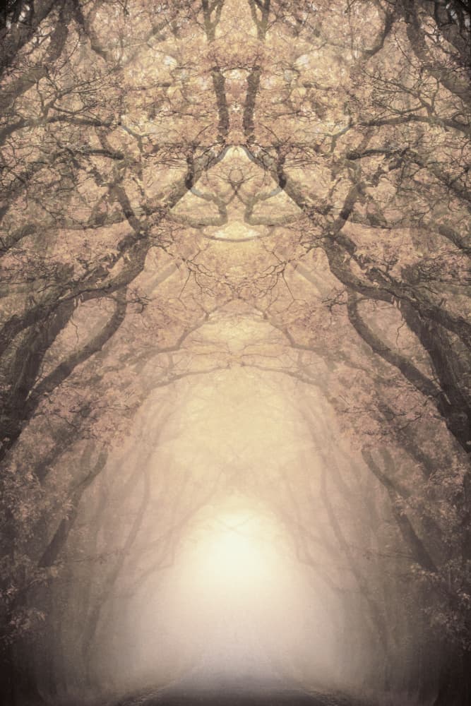 Glowing Tree Tunnel by Christina Sillen — canvas wall art