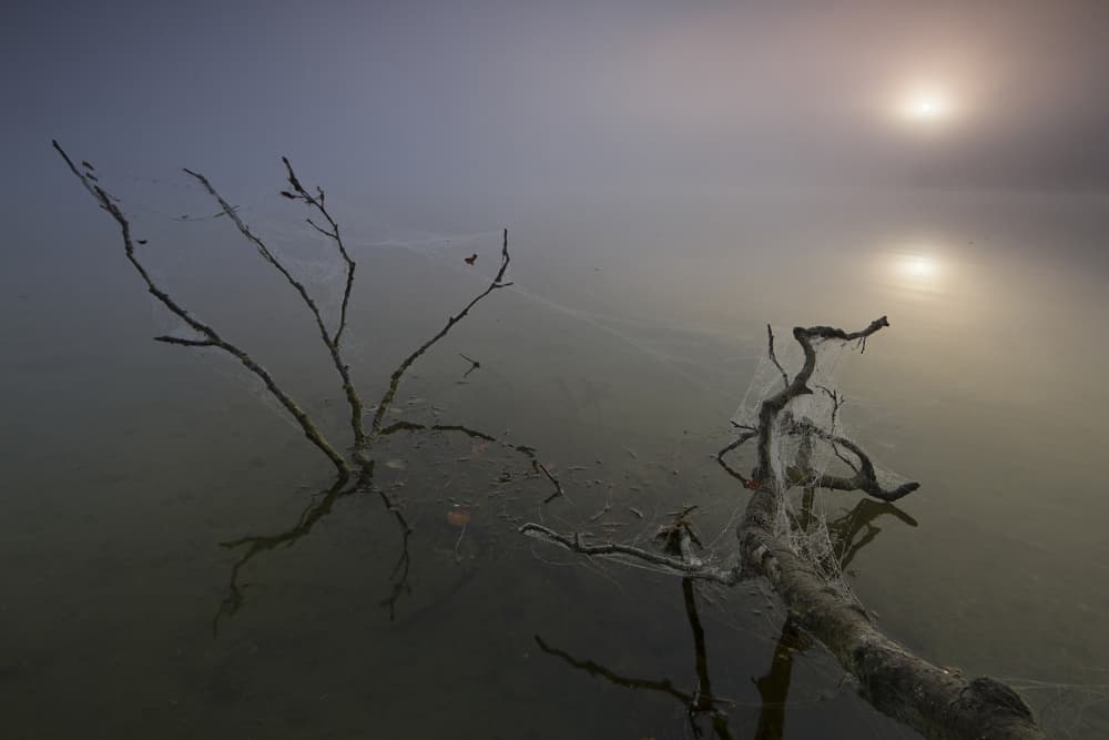 Misty Branches Light by Leszek Paradowski — canvas wall art
