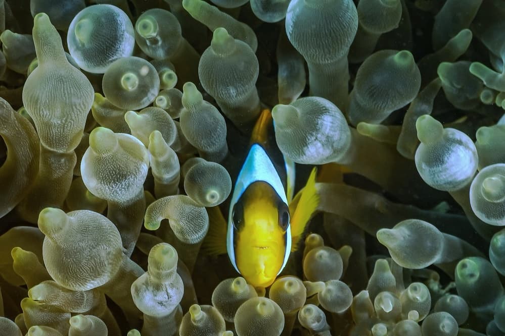 Vibrant Clownfish Anemone by Serge Melesan — canvas wall art