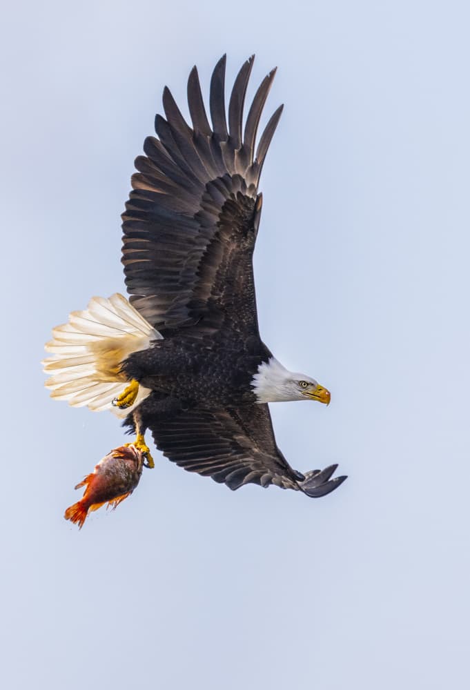 Eagle Flying With Fish by Liwen Tao — canvas wall art