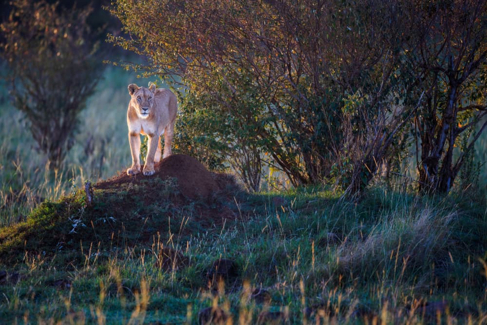 Golden Hour Lioness by Faisal ALnomas — canvas wall art