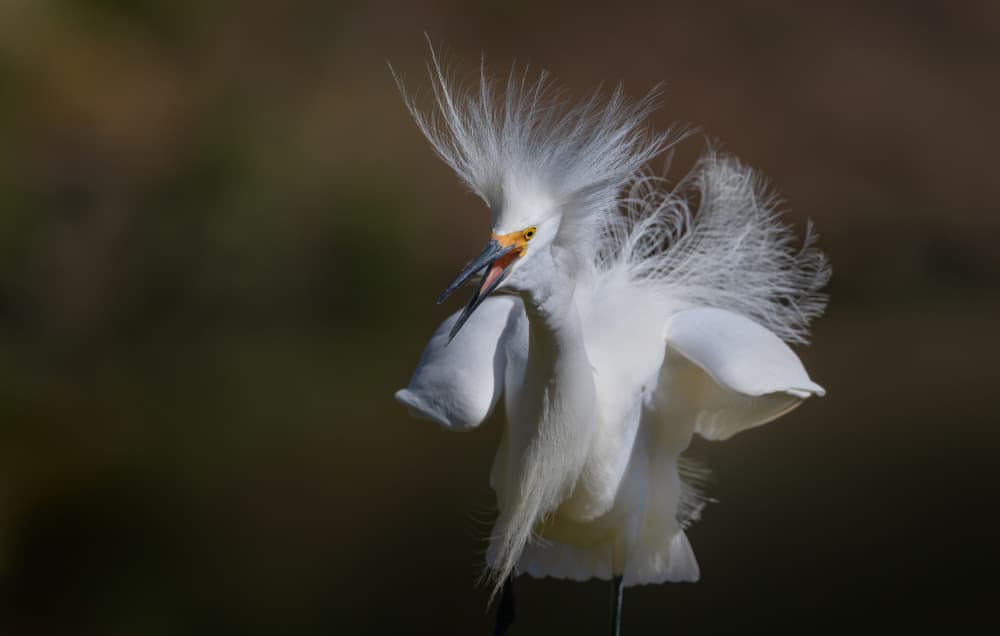 Expressive Snowy Egret by Xiaobing Tian — canvas wall art