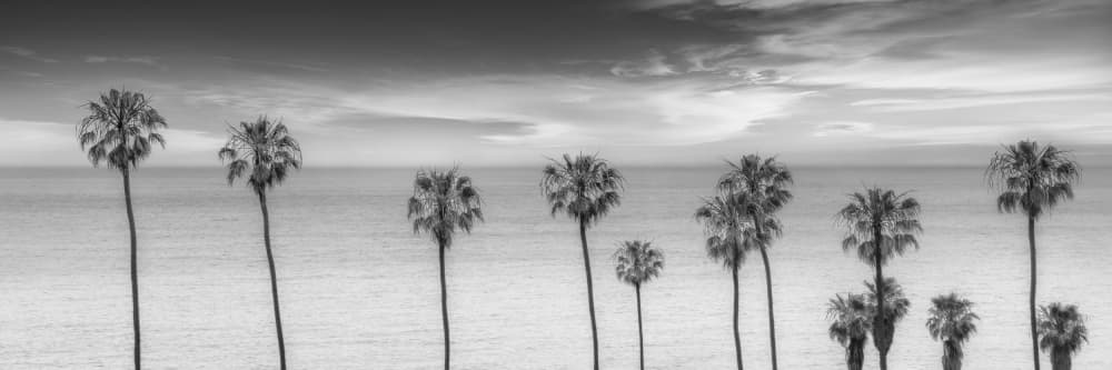 Serene Coastal Palm Trees by Melanie Viola — canvas wall art