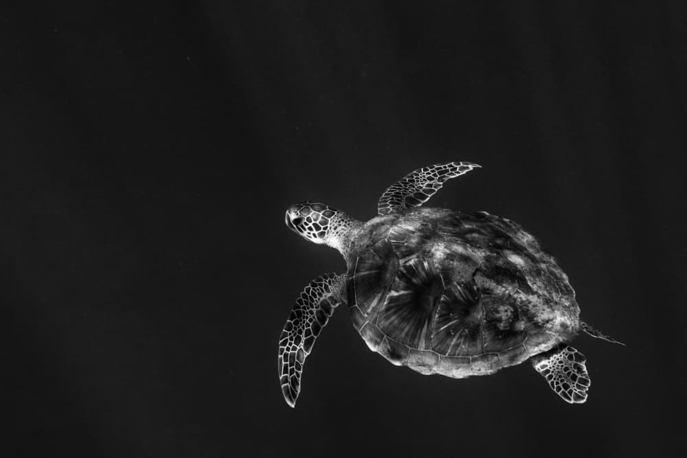 Graceful Sea Turtle by Serge Melesan — canvas wall art