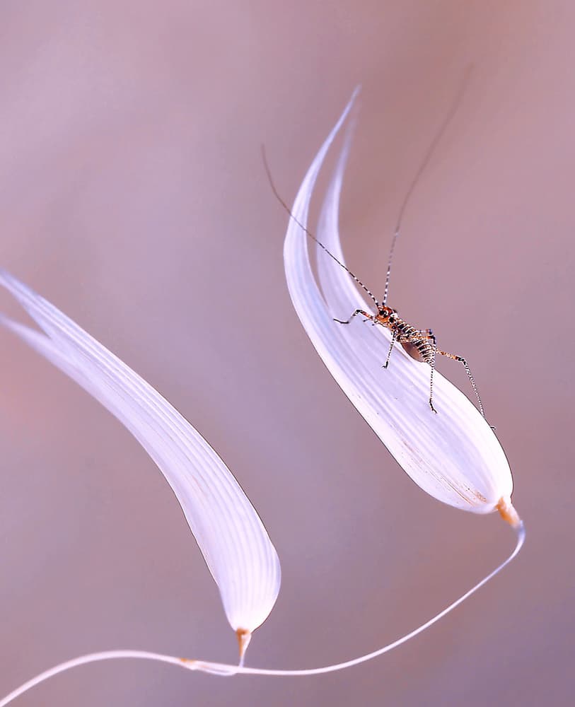Delicate Insect Soft Perch by Thierry Dufour — canvas wall art