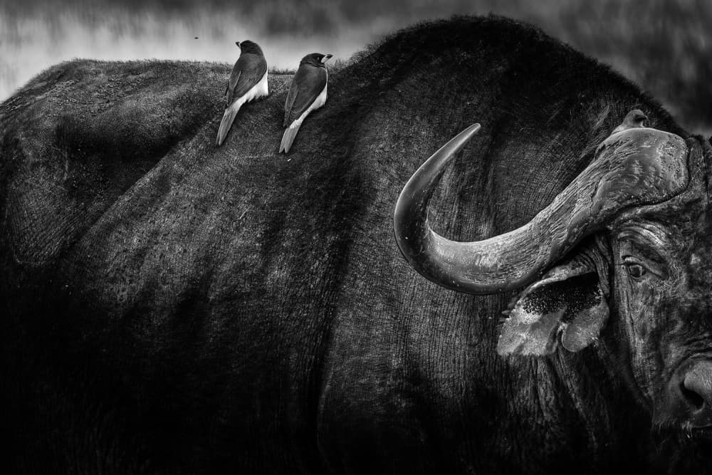 African Buffalo with Birds by Ali Khataw — canvas wall art