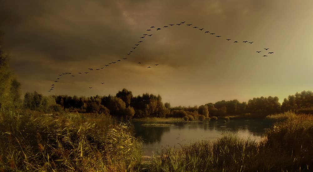 Golden Hour Wetland Flight by Yvette Depaepe — canvas wall art