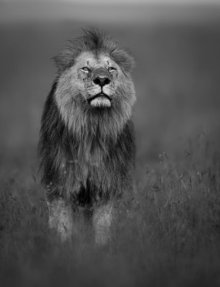 Majestic African Lion by Ahmed Elsheshtawy — canvas wall art