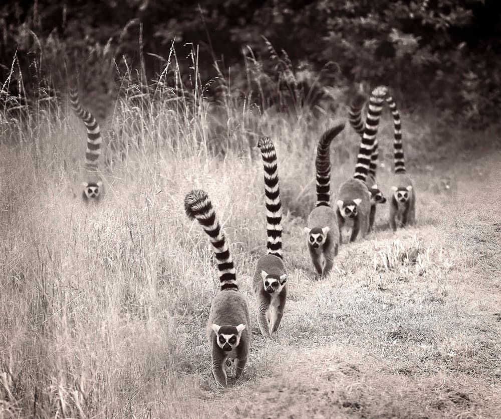 Ring-Tailed Lemur March by Anna Cseresnjes — canvas wall art