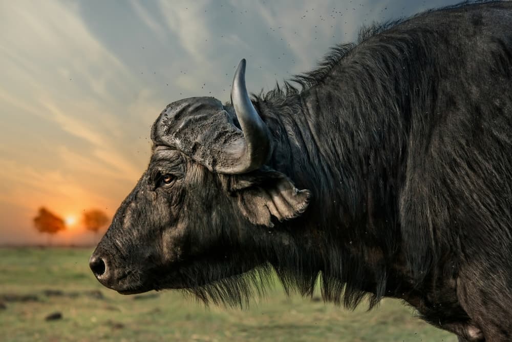 African Buffalo Sunset by Piet Flour — canvas wall art