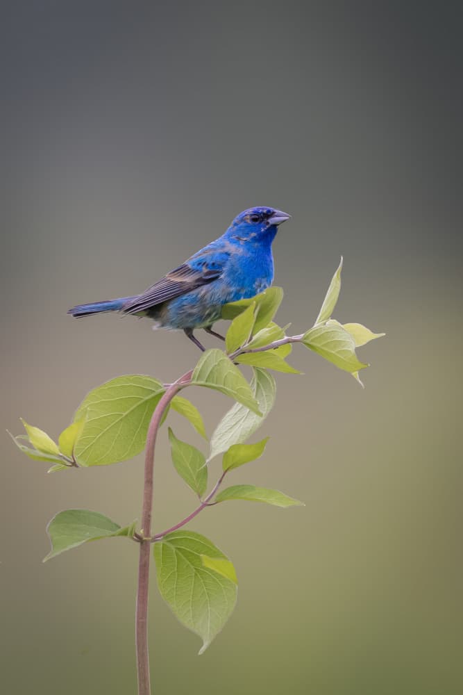 Vibrant Blue Bird by ZY Zhang — canvas wall art