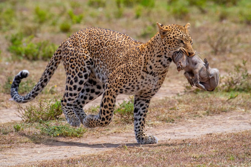 Leopard Carrying Its Catch by Mohammed Alnaser — canvas wall art
