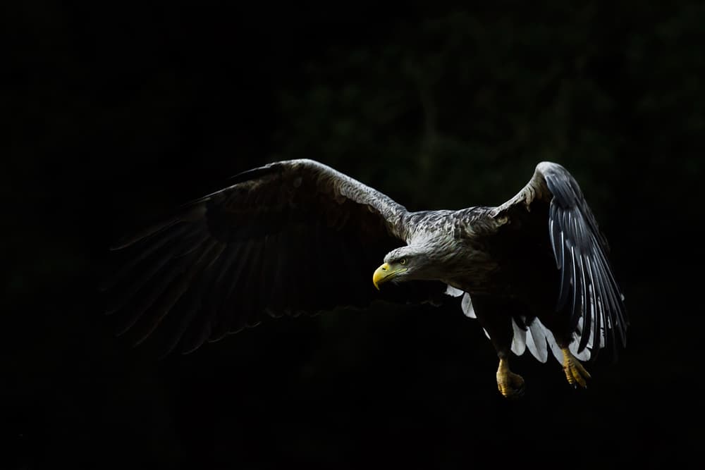 Majestic Eagle Flight by Leszek Paradowski — canvas wall art