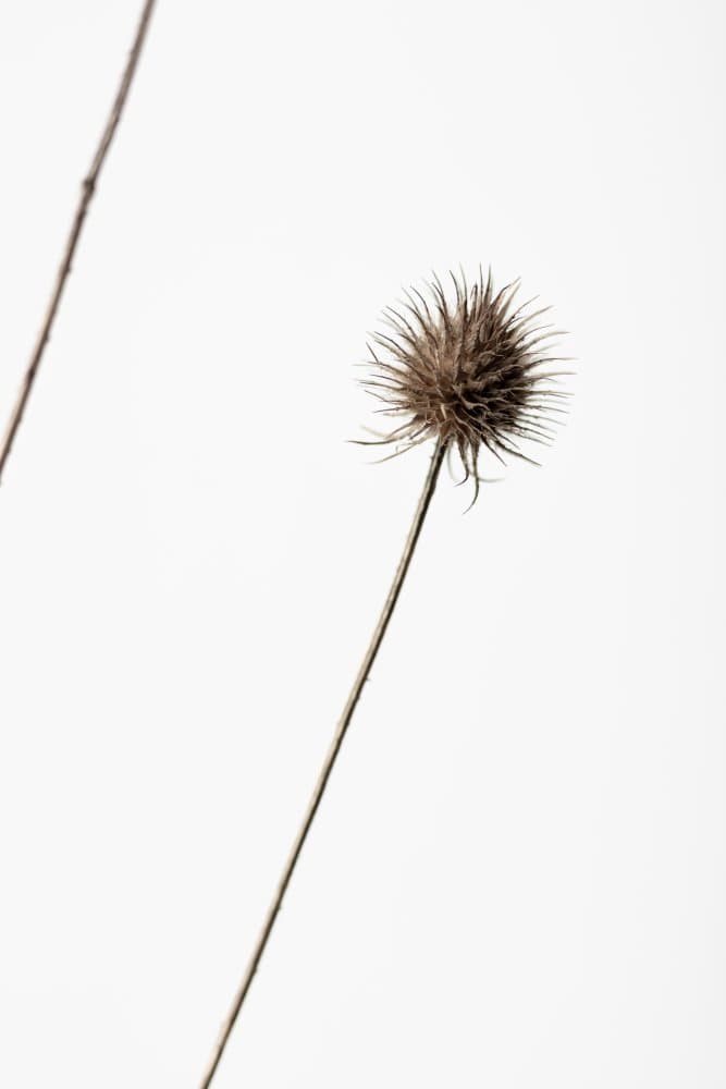 Delicate Dried Thistle by Pictufy Studio III — canvas wall art