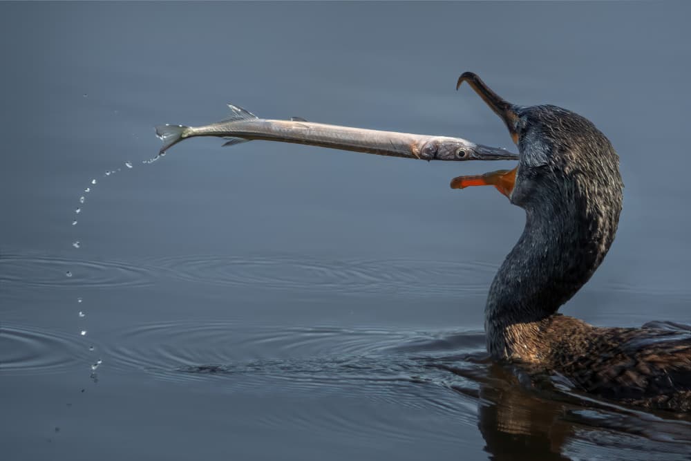 Cormorant Catch by Qing Zhao — canvas wall art