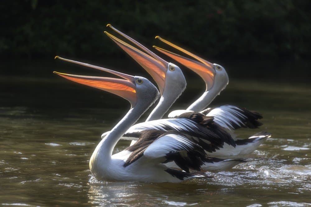Pelicans Beaks Wide Open by Sally Widjaja — canvas wall art