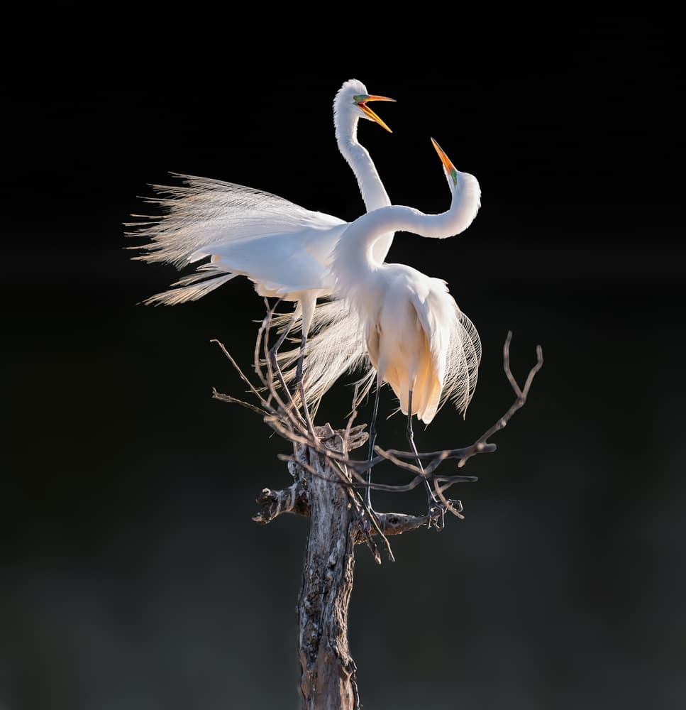 Elegant Egret Display by Alex Li — canvas wall art