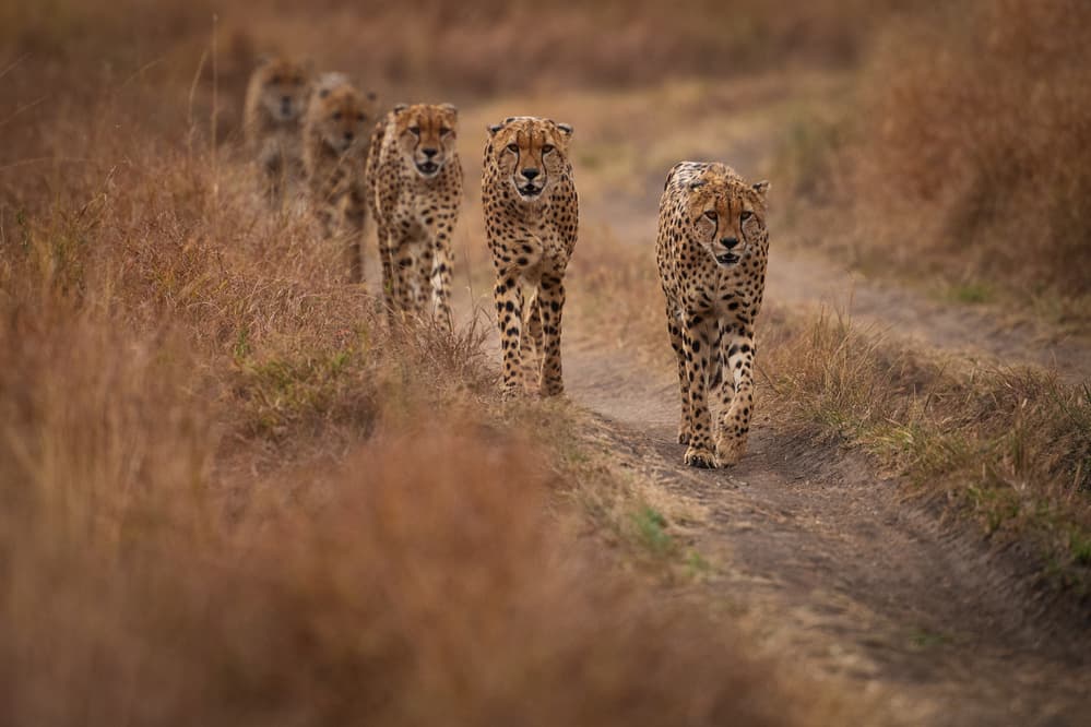African Cheetahs Walking Path by Mohammed Alnaser — canvas wall art