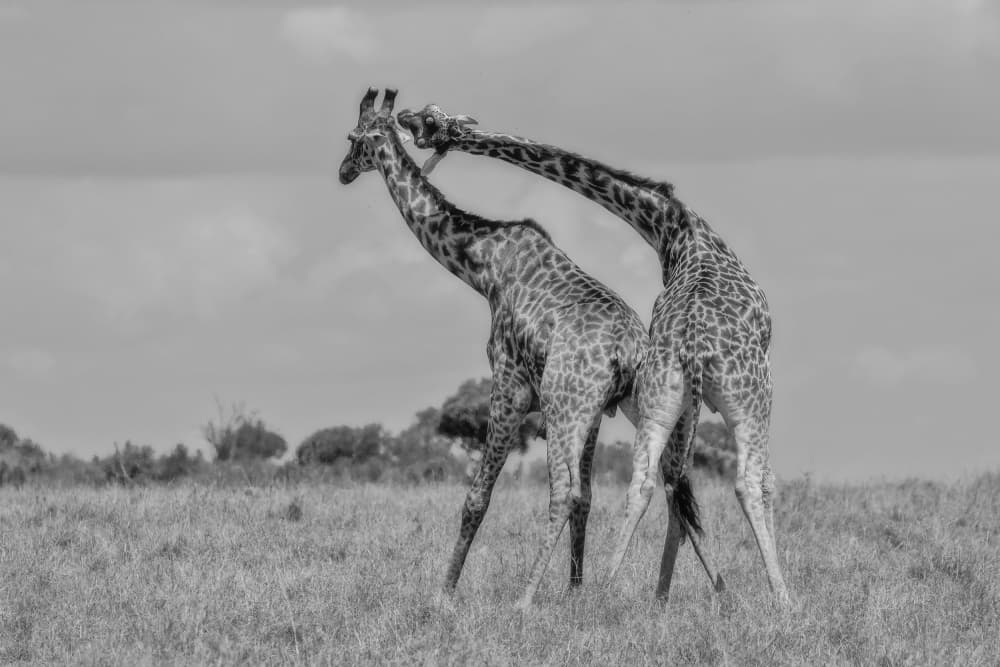 Neck to Neck Giraffes by Alessandro Catta — canvas wall art