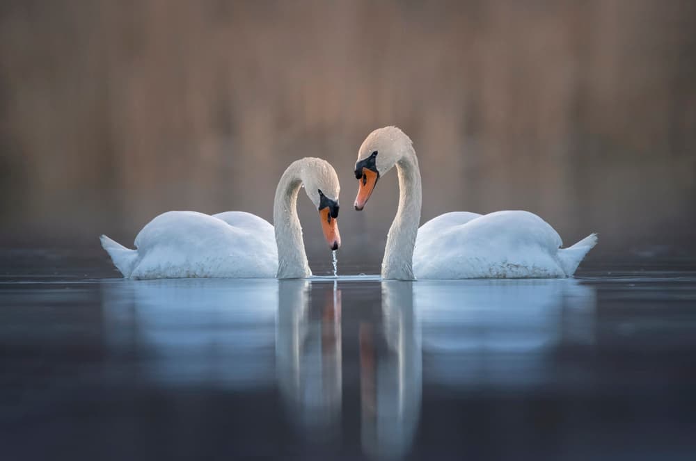 Swan Couple Reflections by Larry Deng APA — canvas wall art