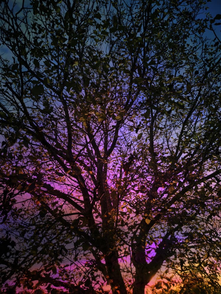 Vibrant Sunset Tree by Angelo Cerantola — canvas wall art