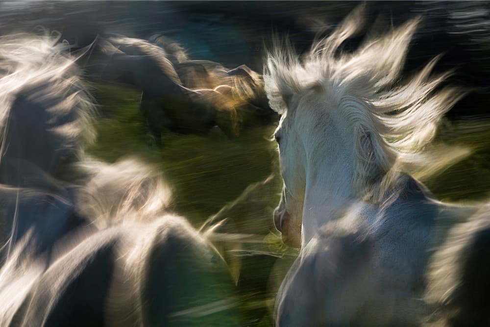 Galloping Wild Horses by Milan Malovrh — canvas wall art
