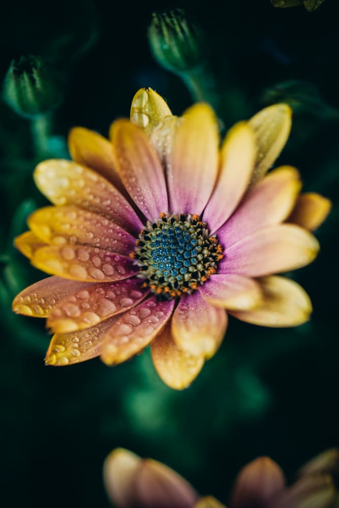Vibrant Daisy Drops by Javier Pardina — canvas wall art