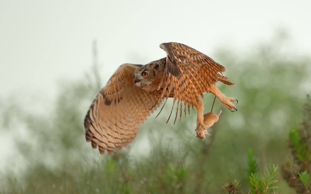 Eagle Owl Hunting by Assaf Gavra — canvas wall art