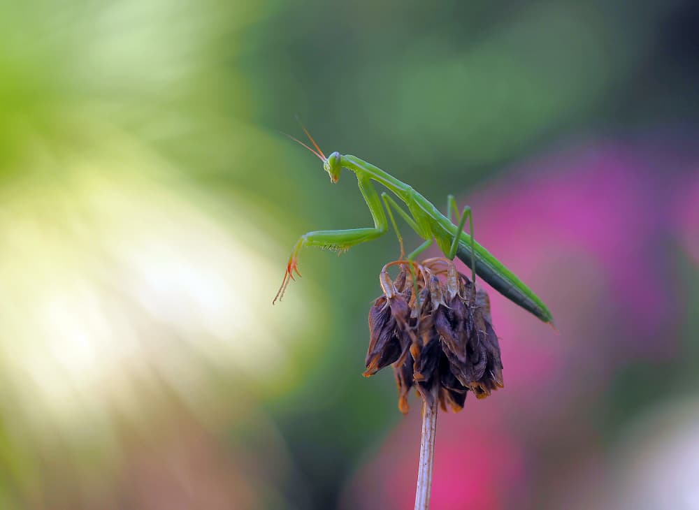 Green Praying Mantis Macro by Thierry Dufour — canvas wall art