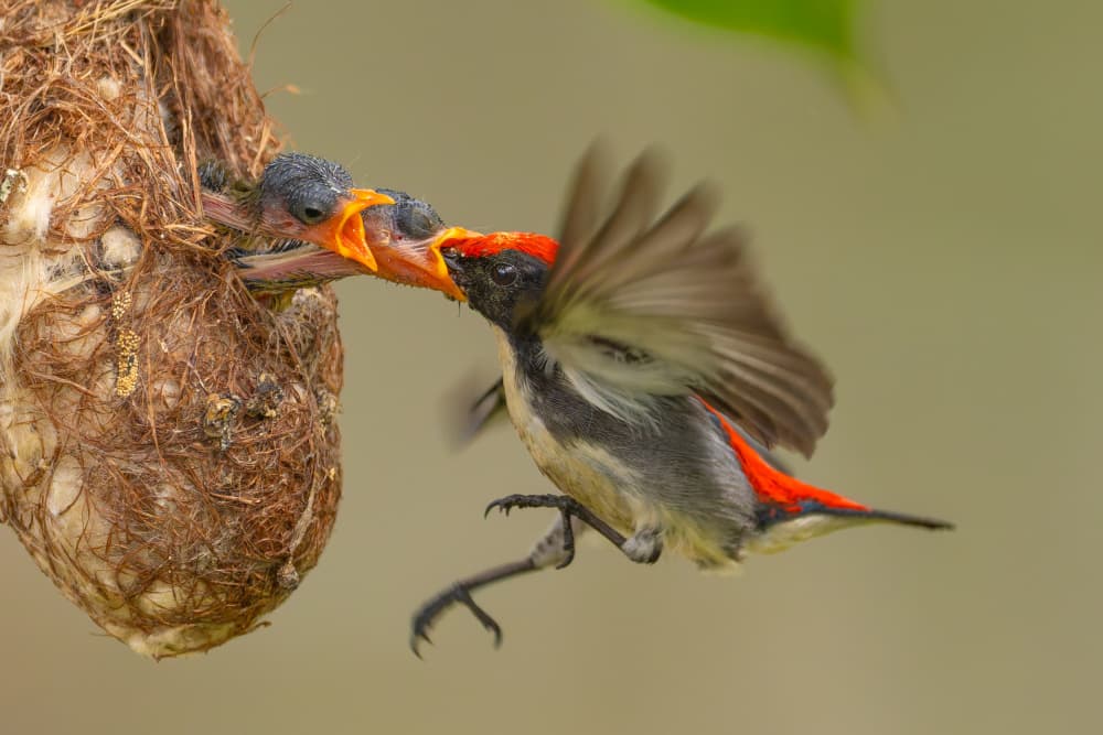 Wild Bird Feeding Chick by HuongHoang — canvas wall art