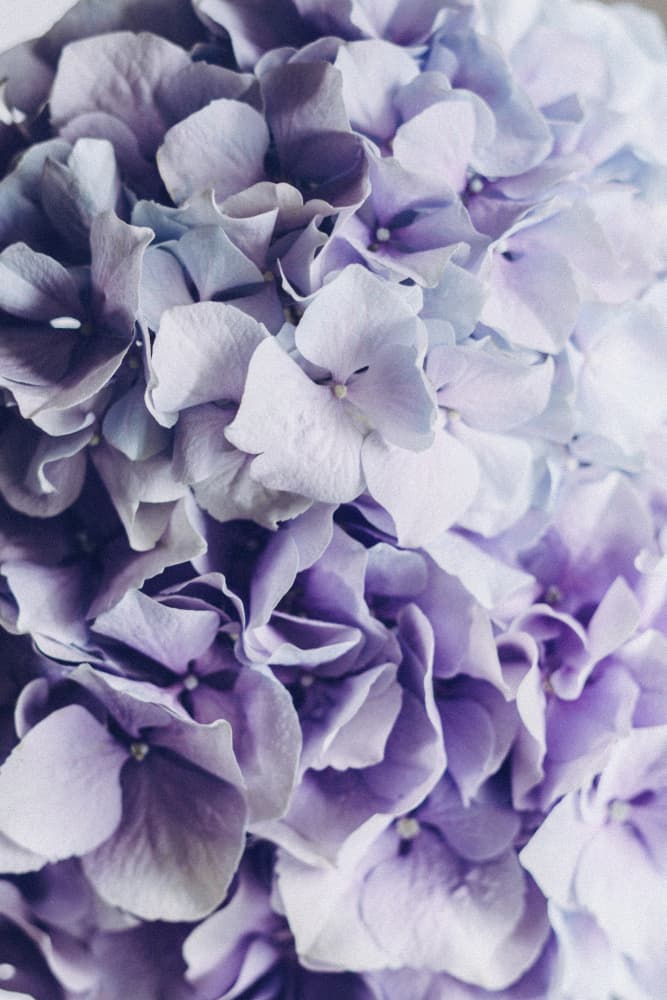 Vibrant Purple Hydrangea Flowers by uplusmestudio — canvas wall art