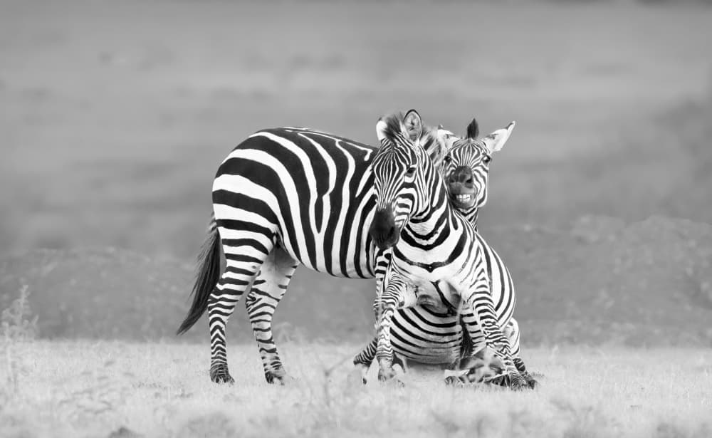 Joyful Zebra Playtime by MIN LI — canvas wall art