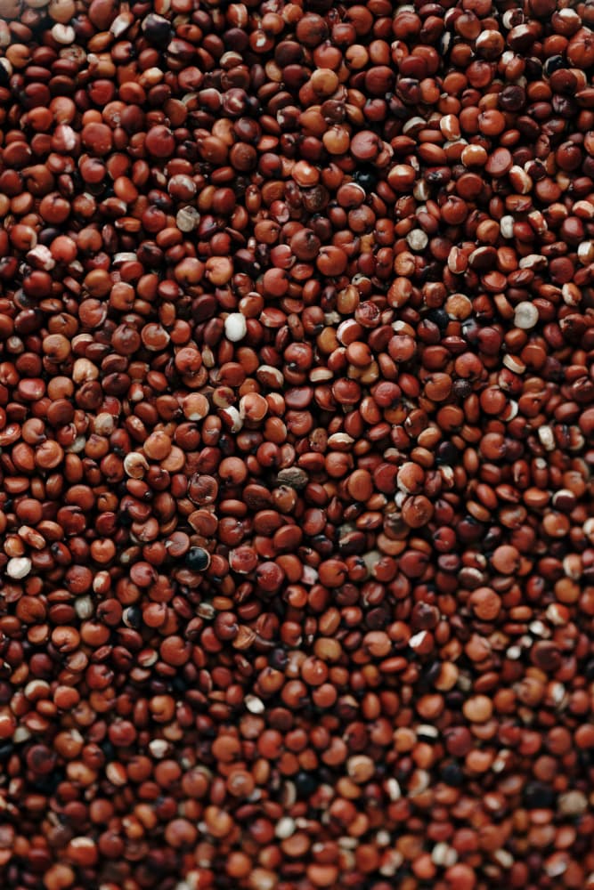Red Quinoa Seeds by Javier Pardina — canvas wall art