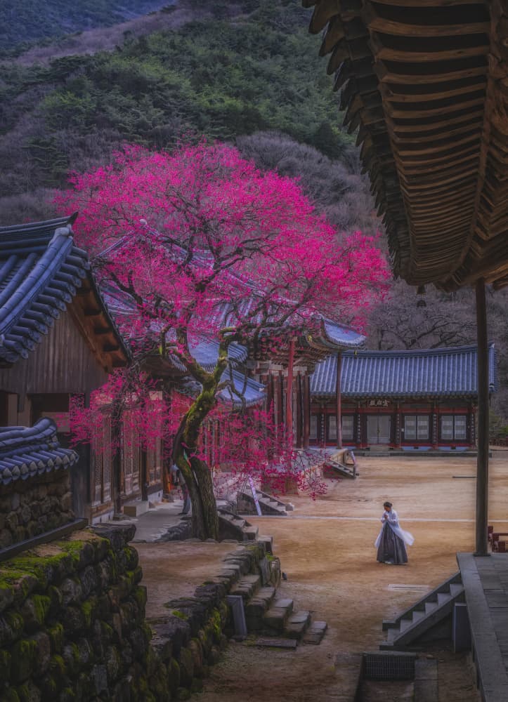 Pink Blossom Korean Temple by Tiger Seo — canvas wall art