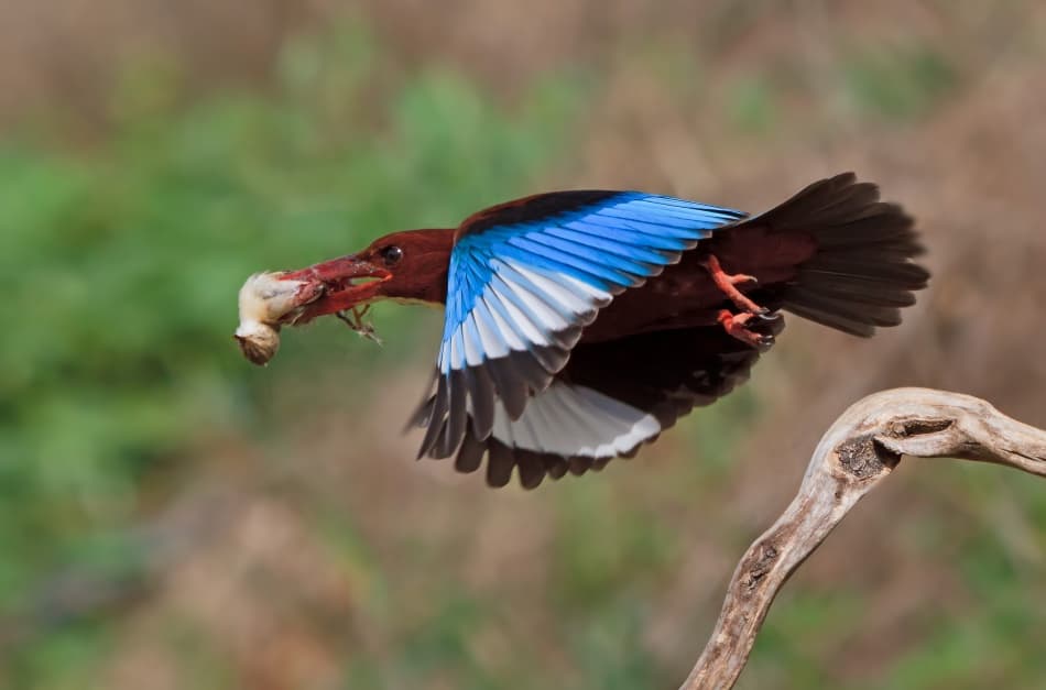 Flying Kingfisher's Catch by Amnon Eichelberg — canvas wall art