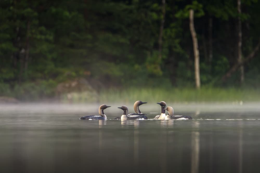 Misty Lake Birds by Benny Pettersson — canvas wall art