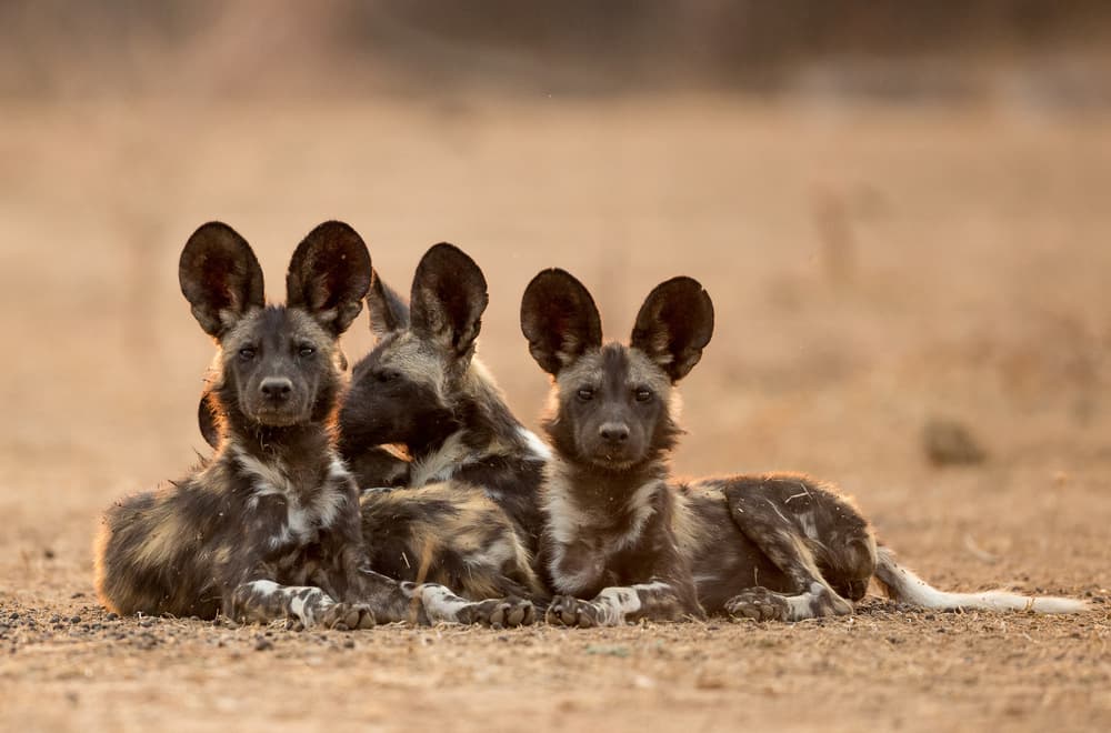 Watchful African Pups by Jaco Marx — canvas wall art
