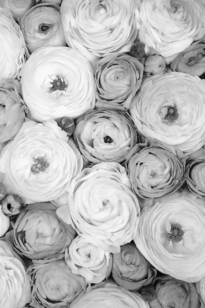 Soft Ranunculus Blooms by Rosana Laiz Blursbyai — canvas wall art