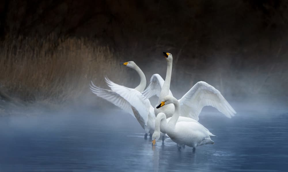 Misty Morning Swans by Joanna W — canvas wall art