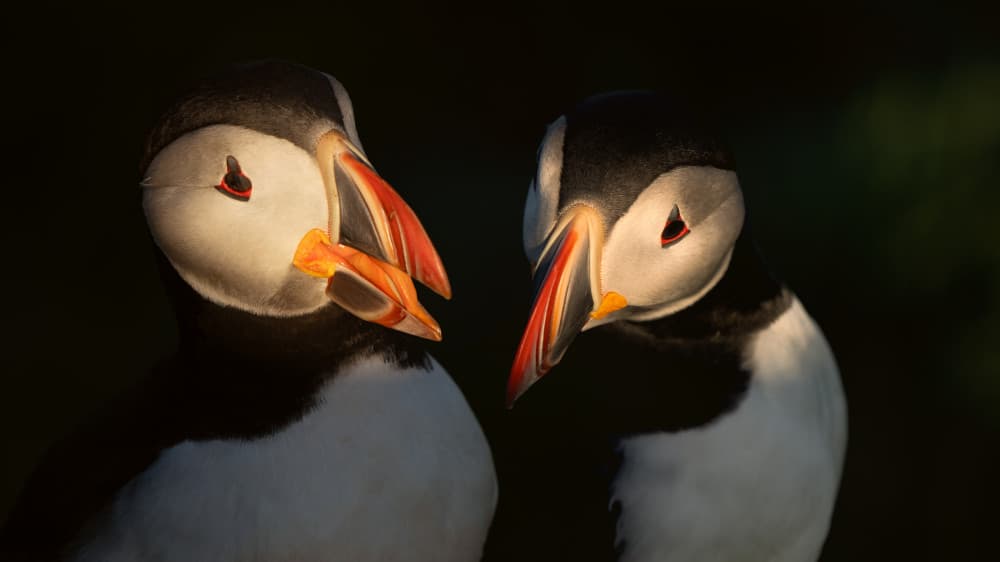 Puffin Pair Golden Glow by John Fan — canvas wall art