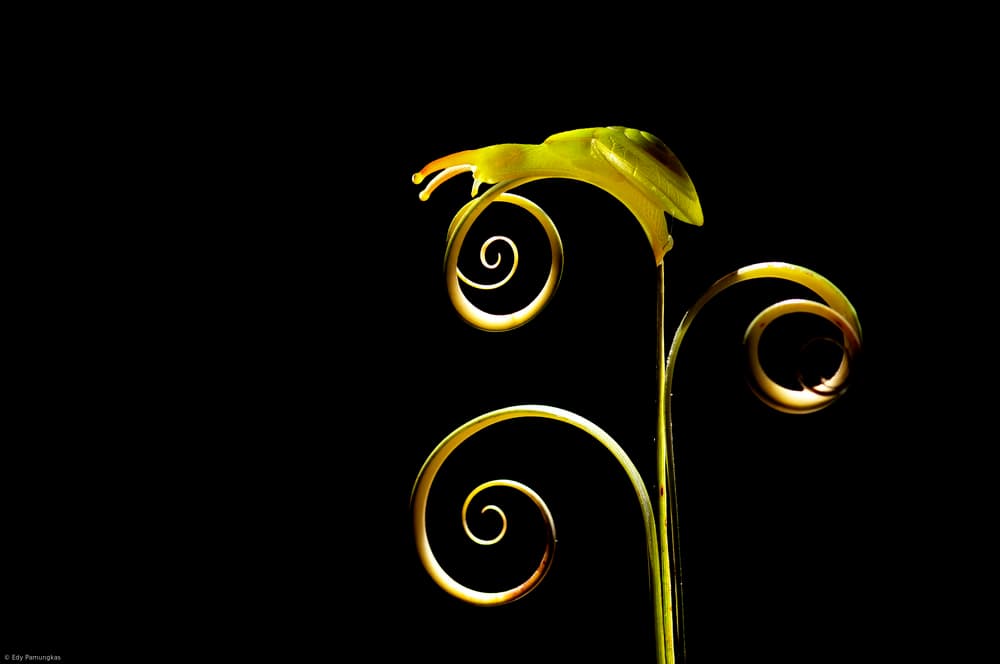 Golden Snail Spiral by Edy Pamungkas — canvas wall art