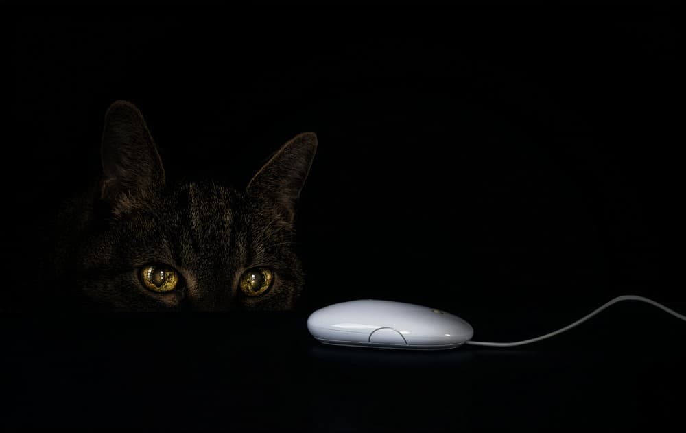 Cat's Curious Gaze by Ute Scherhag — canvas wall art