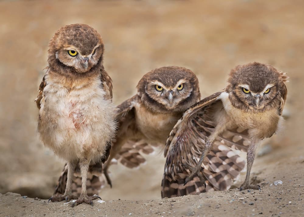 Three Glaring Owls by Annie Poreider — canvas wall art