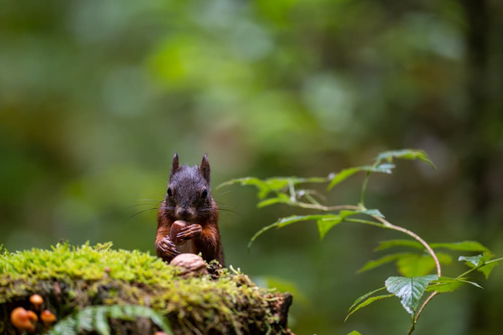 Forest Squirrel Feast by Bjoern Alicke — canvas wall art