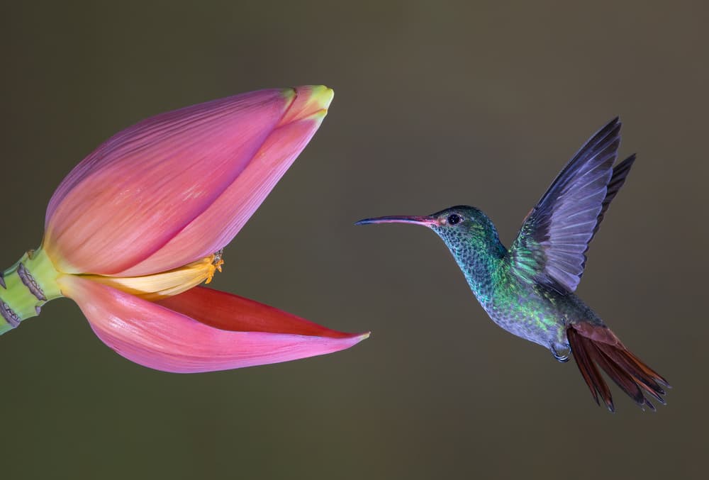 Hummingbird and Banana Blossom by Greg Barsh — canvas wall art