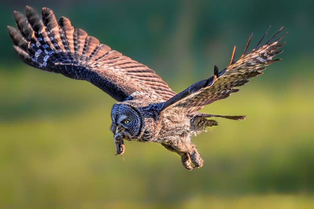 Great Gray Owl Hunts by Jun Zuo — canvas wall art