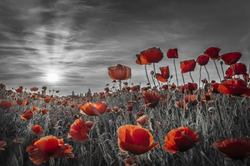 Red Poppies Golden Hour by Melanie Viola — canvas wall art