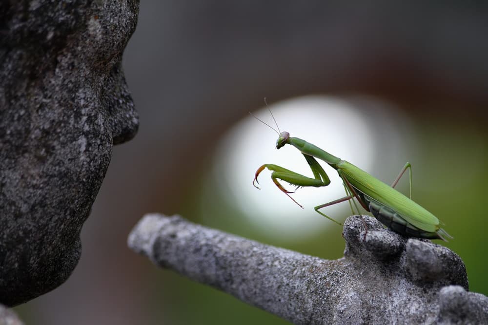 Curious Mantis On Stone by Jimmy Hoffman — canvas wall art