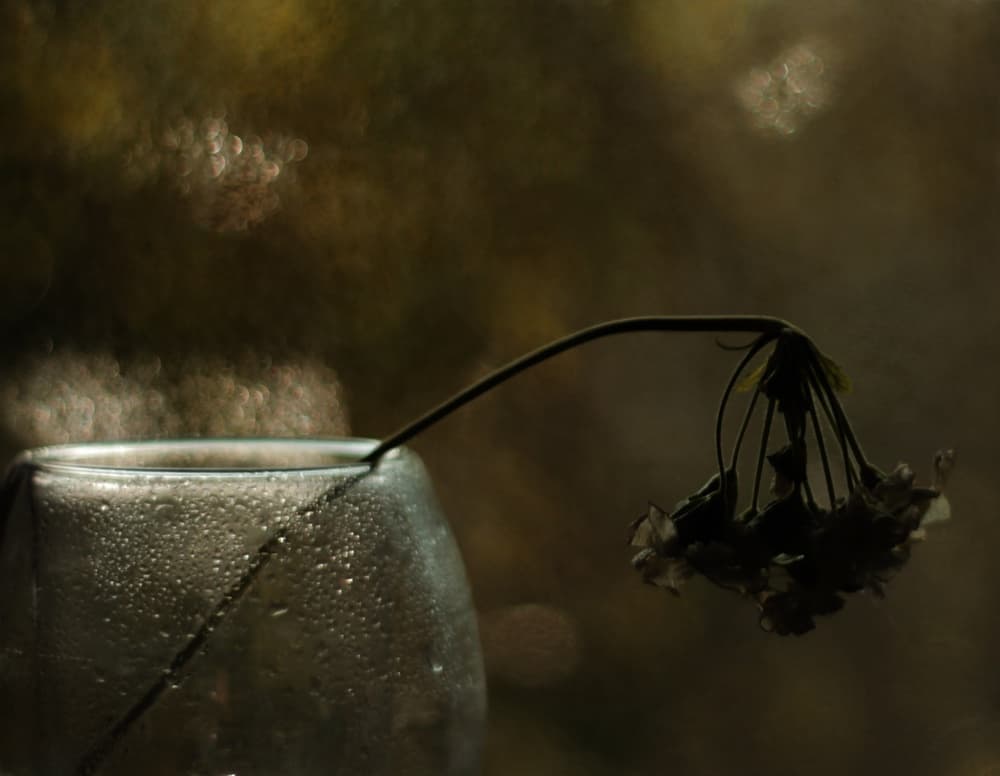 Melancholy Bloom by Delphine Devos — canvas wall art