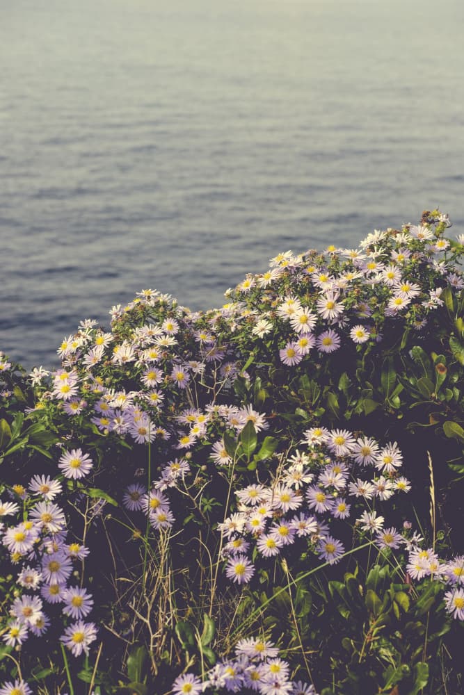 Wildflowers Over Ocean by Olivia Joy StClaire — canvas wall art